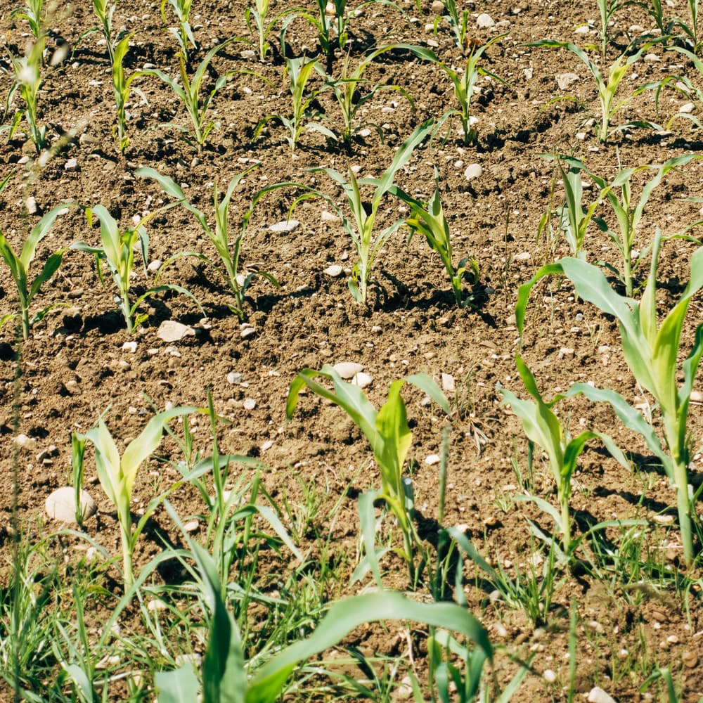 Young maize seedlings in rows on freshly worked soil, a few weeks after sowing.